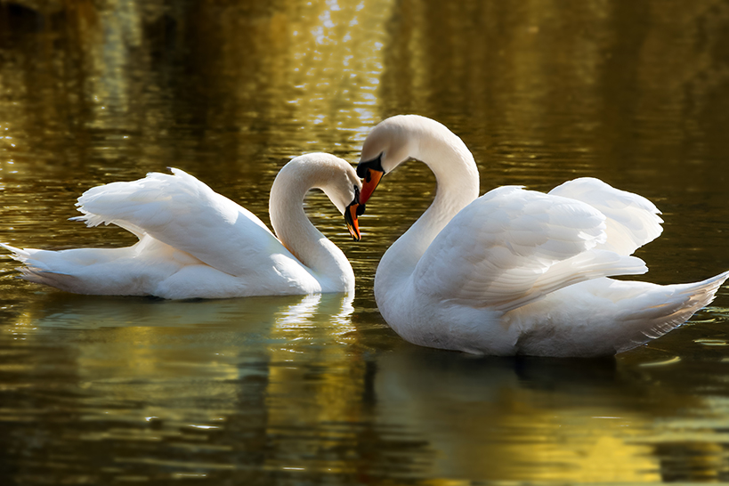 The Notebook experience